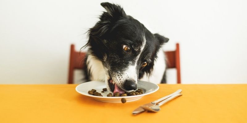 Realmente a Ração Pedigree é boa?