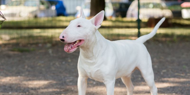 Características do bull terrier