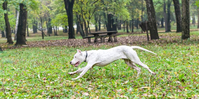 Características do dogo argentino