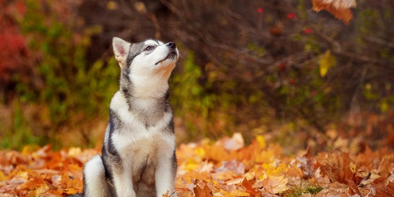 Qual o Preço de um Malamute do Alasca? Custos e Cuidados 