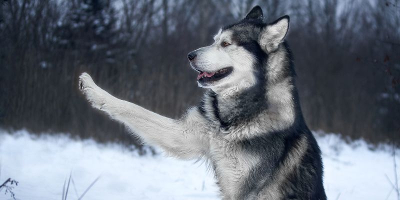 Personalidade da raça malamute do alasca