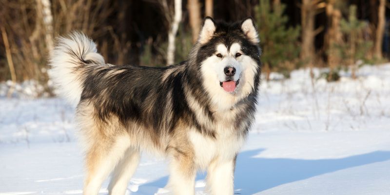 Qual a origem do malamute do alasca?