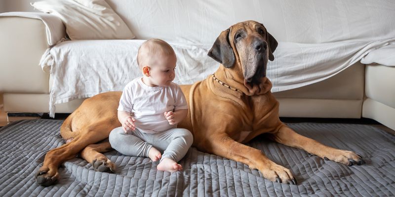 Saúde do fila brasileiro