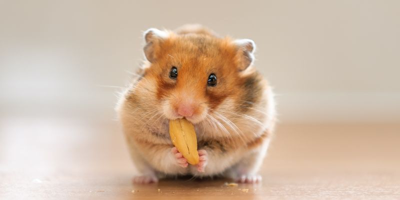 Nomes Para Hamster: 85 Ideias Criativas