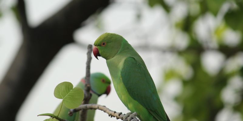 Nomes de periquitos fêmea engraçado