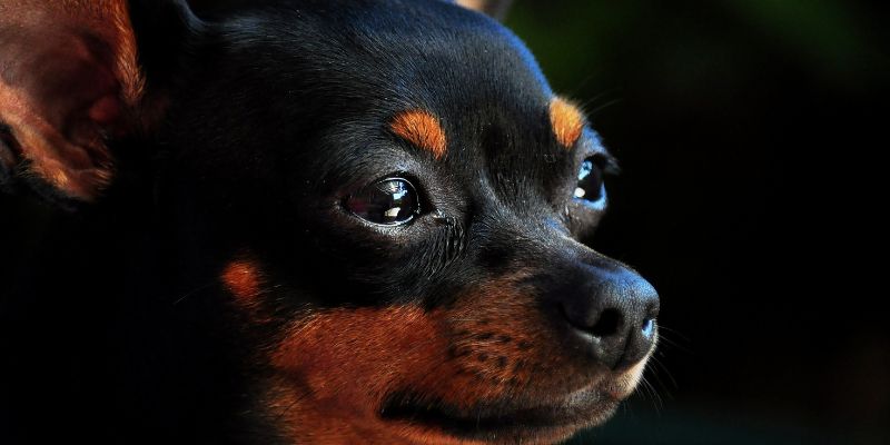 Nomes de pinscher preto macho engraçado 