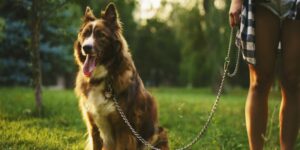 Border Collie: Veja o Preço e os Custos de Criação